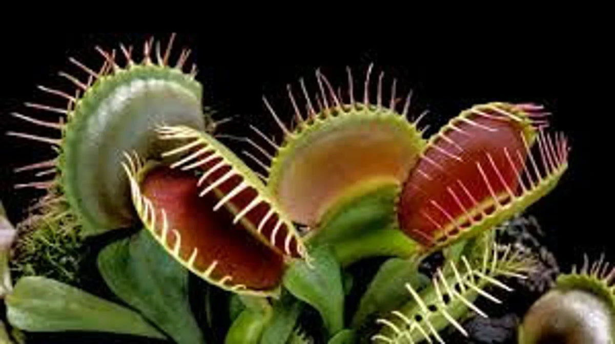 Venus Fly Trap Seeds: Carnivorous Plant, DIY Gardening Flytrap, Easy Care, Indoor & Outdoor Use, Kids Love These
