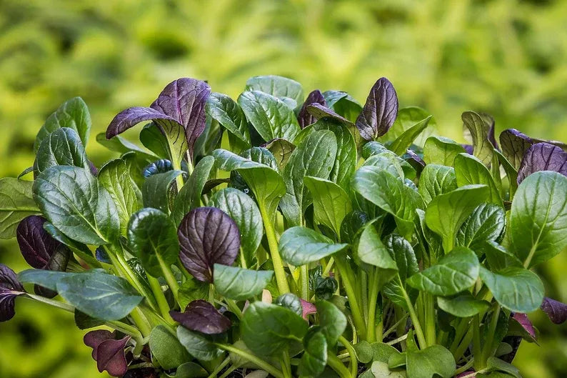 Mustard Komatsuna spinach organic seed 25