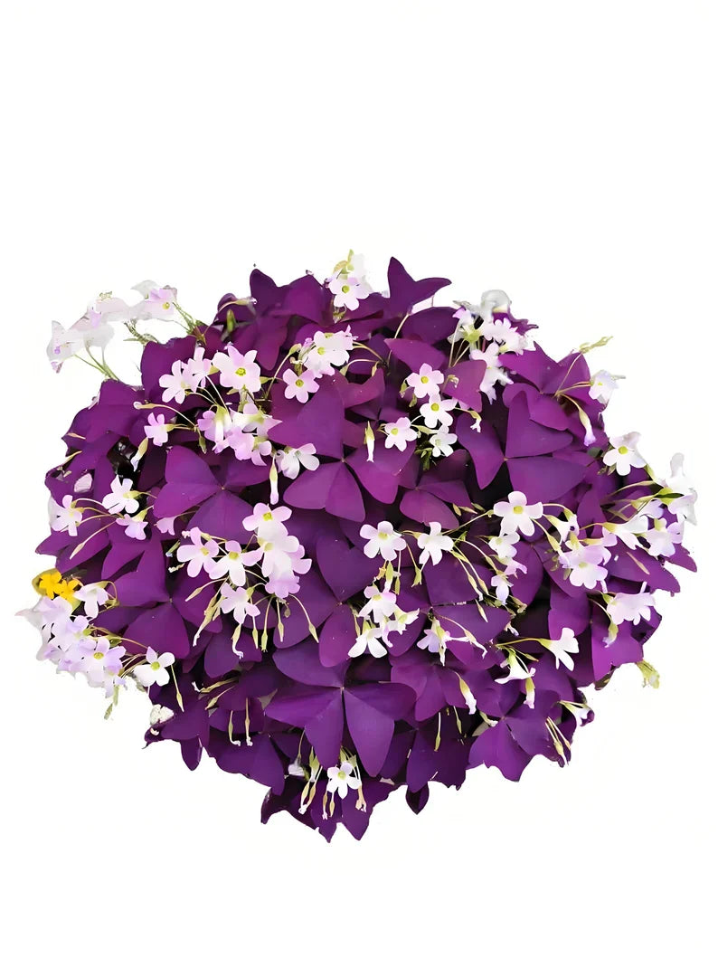 Purple Oxalis Wood Sorrel (Purple Shamrock),8-12 Bulbs-Worthy Live Plant bundle, Grow Indoor or Outdoor for Decoration or Gift