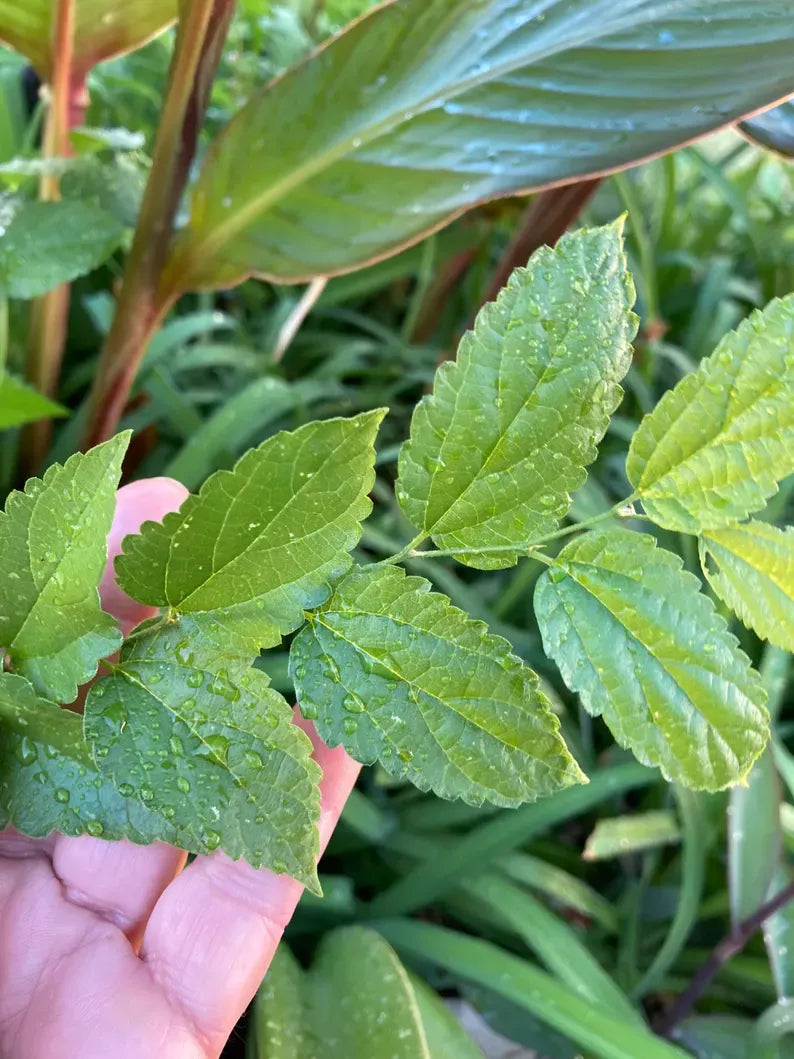 American Elm Tree - Medium Size