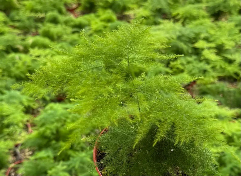 Asparagus Fern | Rare Houseplant in