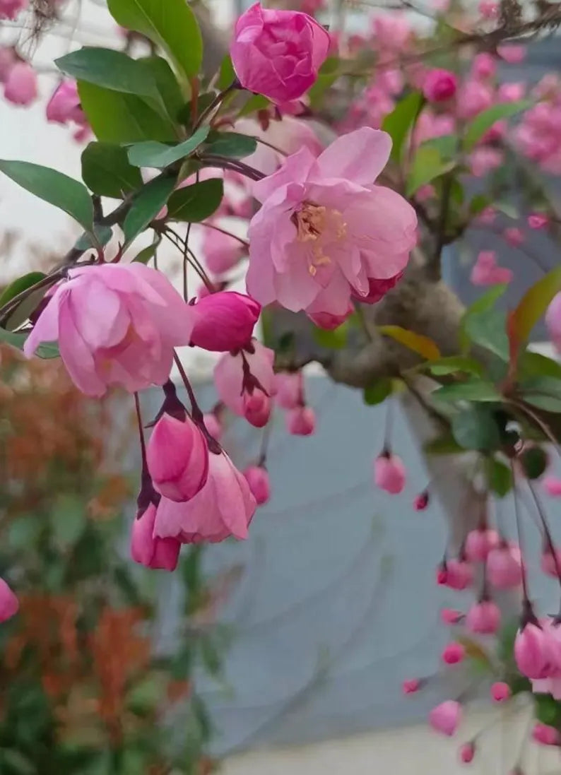 Flowering Crabapple Seeds | Malus halliana Koehne