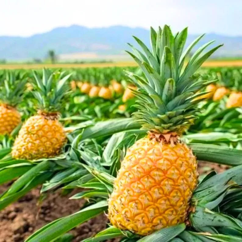 Gold Pineapple Plant Live, No Pot, Sweet Pineapple Fruit Seedling