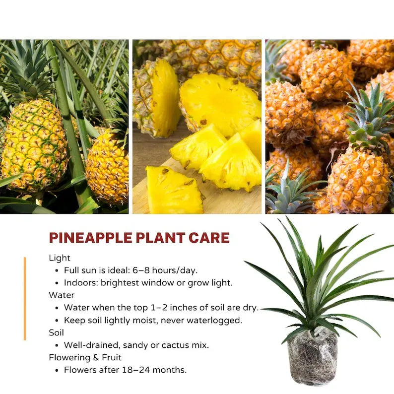 Gold Pineapple Plant Live, No Pot, Sweet Pineapple Fruit Seedling