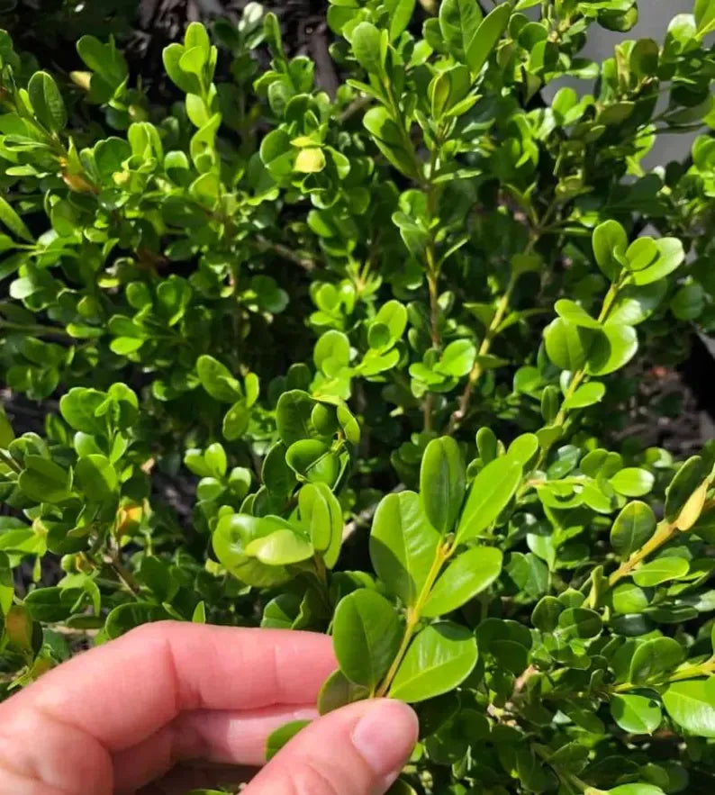 Japanese Boxwood Cuttings Unrooted - Evergreen Hedge Plant for Borders, Topiary & Landscaping