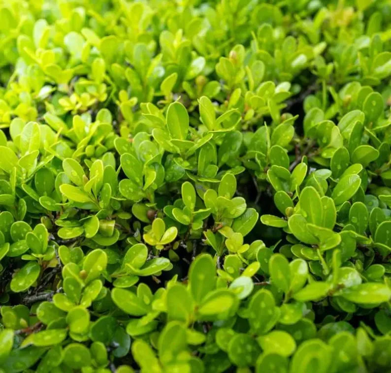 Japanese Boxwood Cuttings Unrooted - Evergreen Hedge Plant for Borders, Topiary & Landscaping