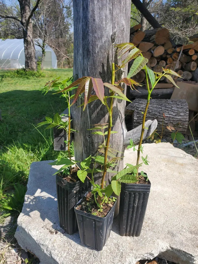 Toona sinensis 1-2 Feet Tall Potted Plant | edible leaf, perennial vegetable