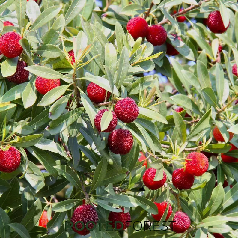 Yumberry Tree Seedling – Live Yongjia Waxberry Plant, Exotic Fruit Starter