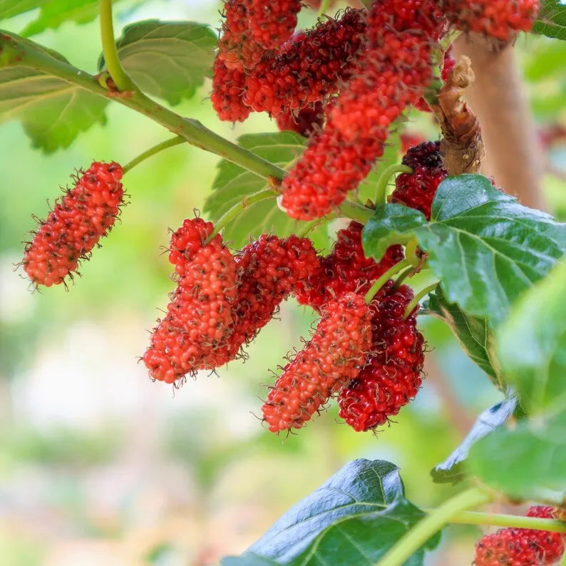 Red Mulberry Plant, Tall - Live Fruit Tree Starter