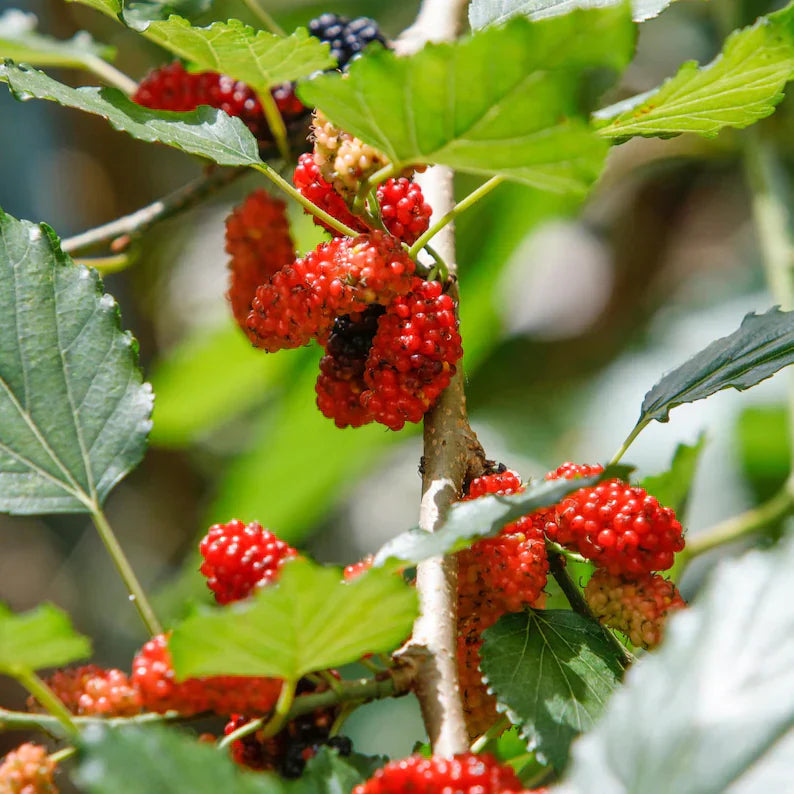 Red Mulberry Plant, Tall - Live Fruit Tree Starter