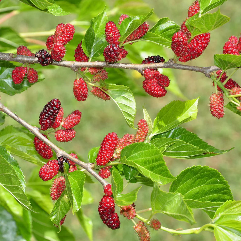 Red Mulberry Plant, Tall - Live Fruit Tree Starter