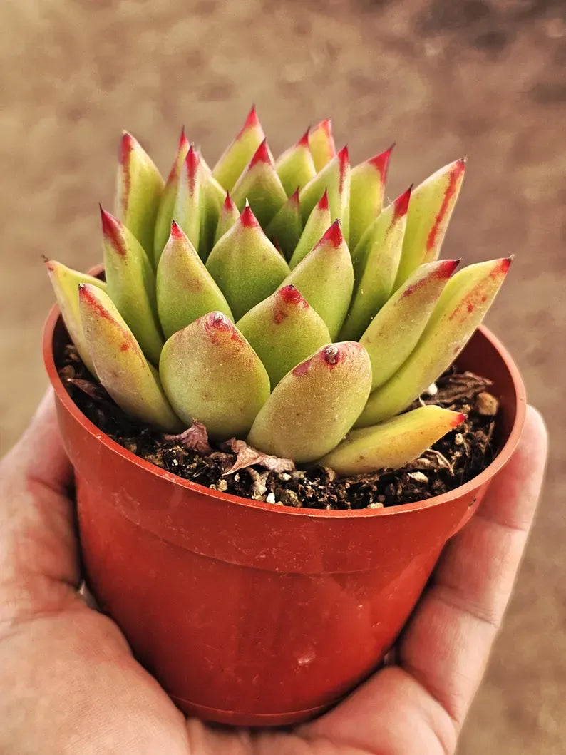 Echeveria 'Lipstick' Succulent: Rare Agavoides Form, Red Edged