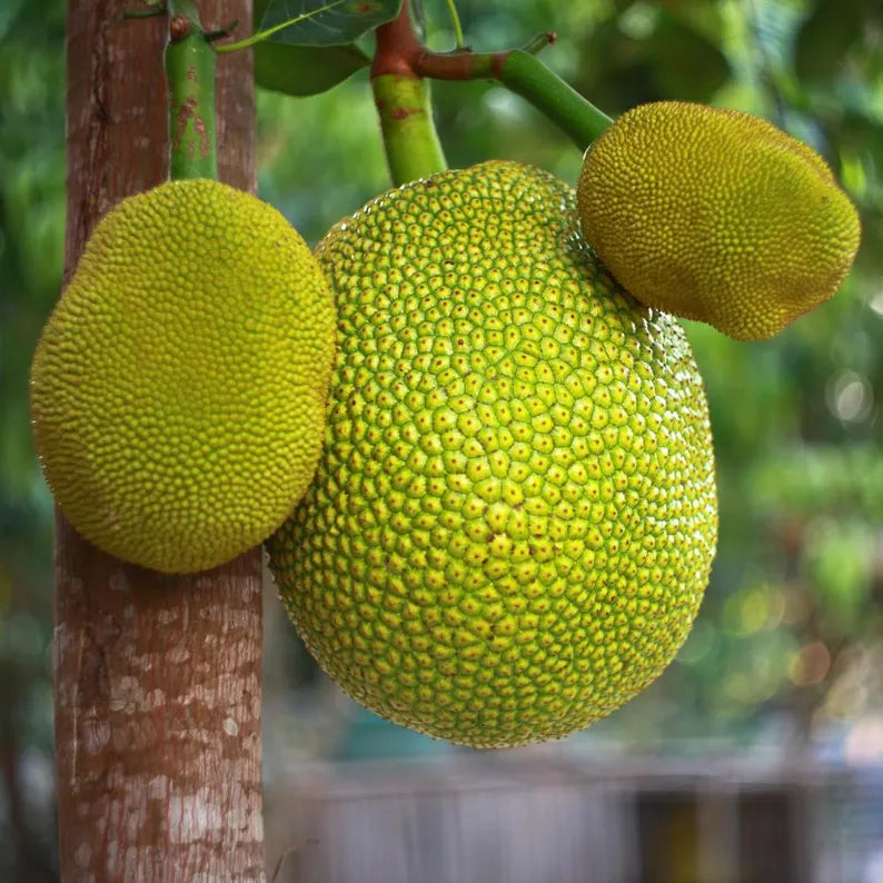 Jackfruit Seedling Live Plant, Tropical Jackfruit Tree,Sweet Yellow Fruit for Planting