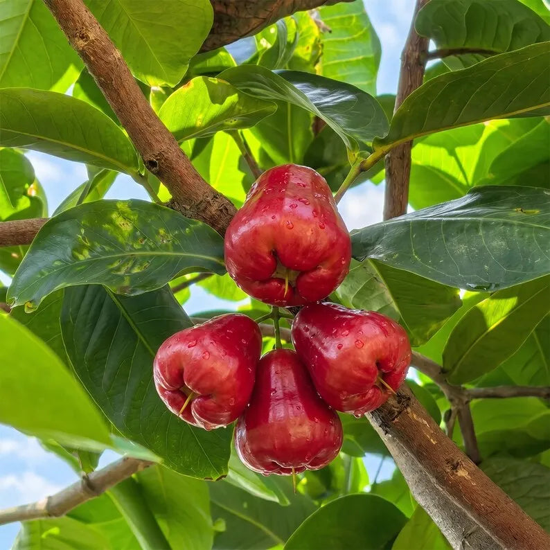 Seedling Project 2026 Grafted Wax Apple Tree Seedling Syzygium samarangense Bare Root Java Apple Live Plant for Home Orchard