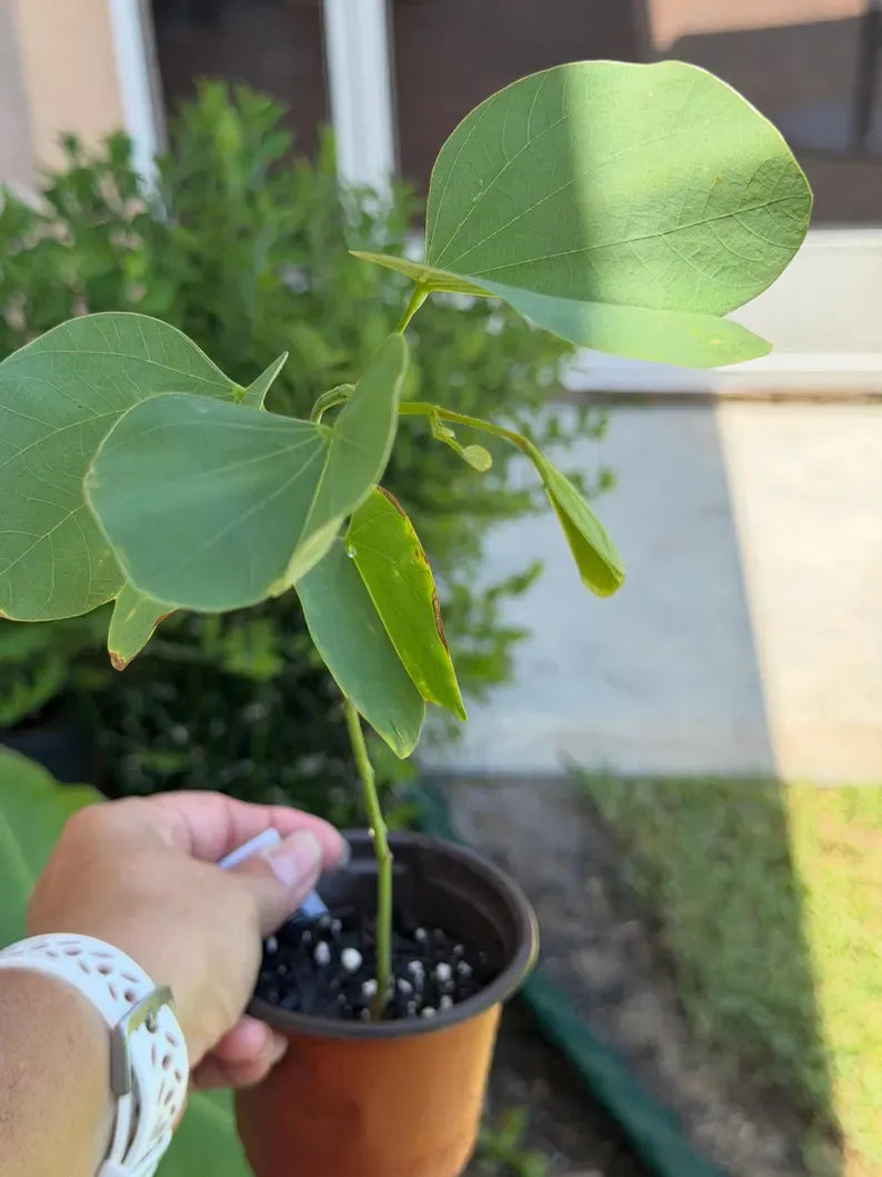Purple Orchid Tree small tree starter / Bauhinia Purpurea - Butterfly Tree