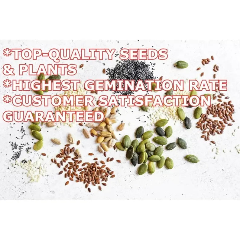 Giant Elephant Garlic Bulbs – Mild Gourmet Flavor, Non-GMO Planting Stock