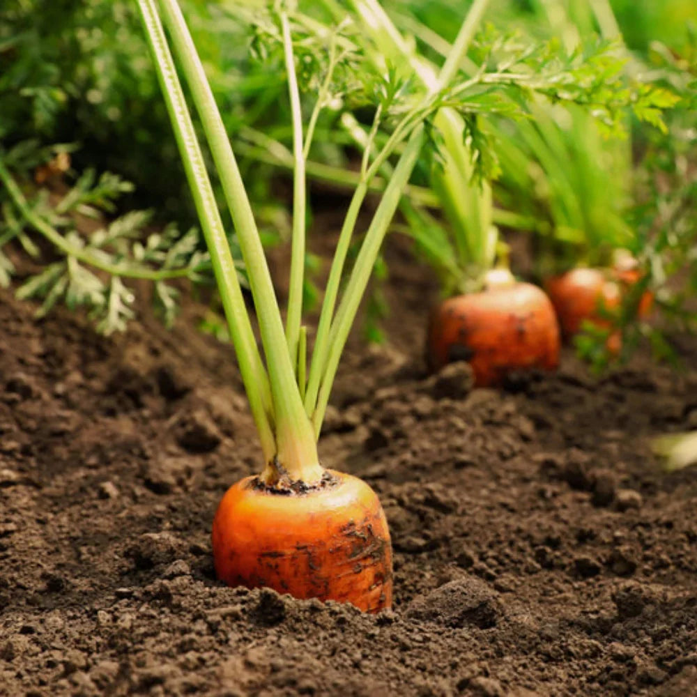 Carrot Seeds