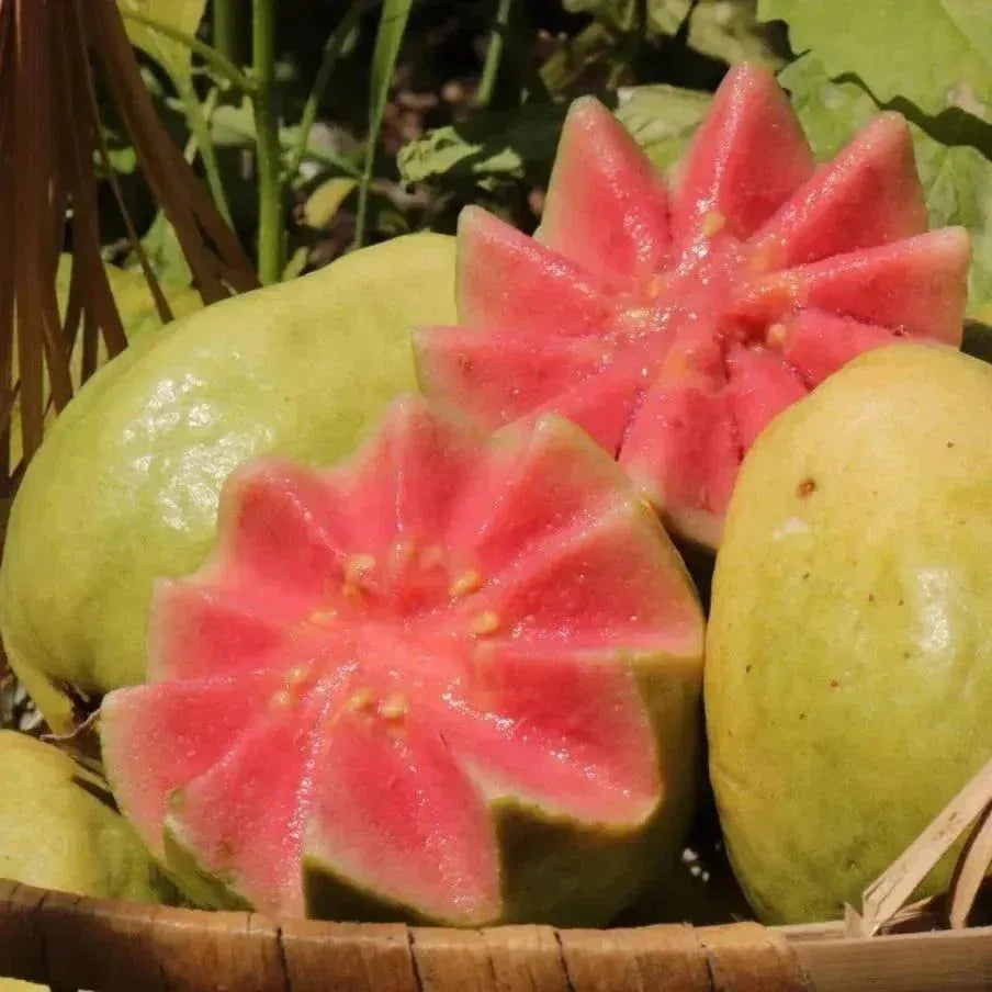 Tropical Guava Growing Kit for Pots &Gardens