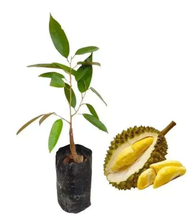 Durian Tree Seedling – Tropical Fruit Plant for Warm Gardens & Greenhouses