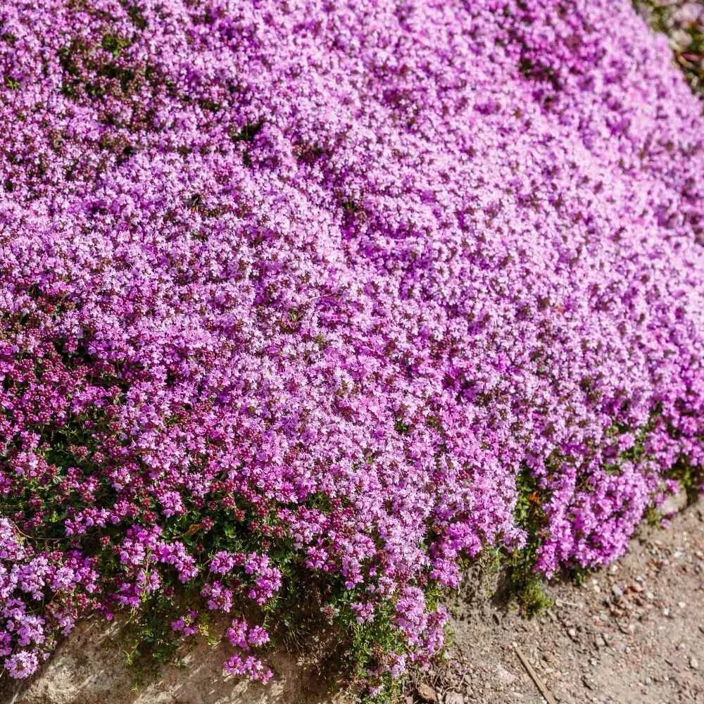 Creeping Thyme Homegrown SeedsEasy to Plant and Grow Non-GMOPerennial Flower Premium Seeds