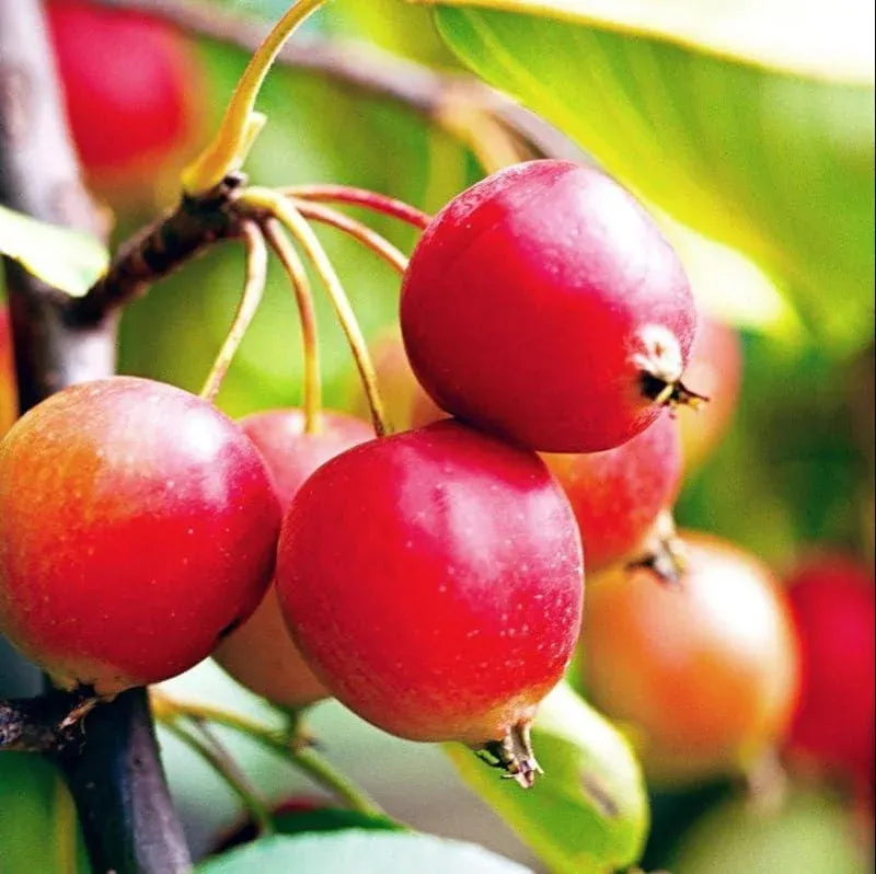 Zumi Crabapple