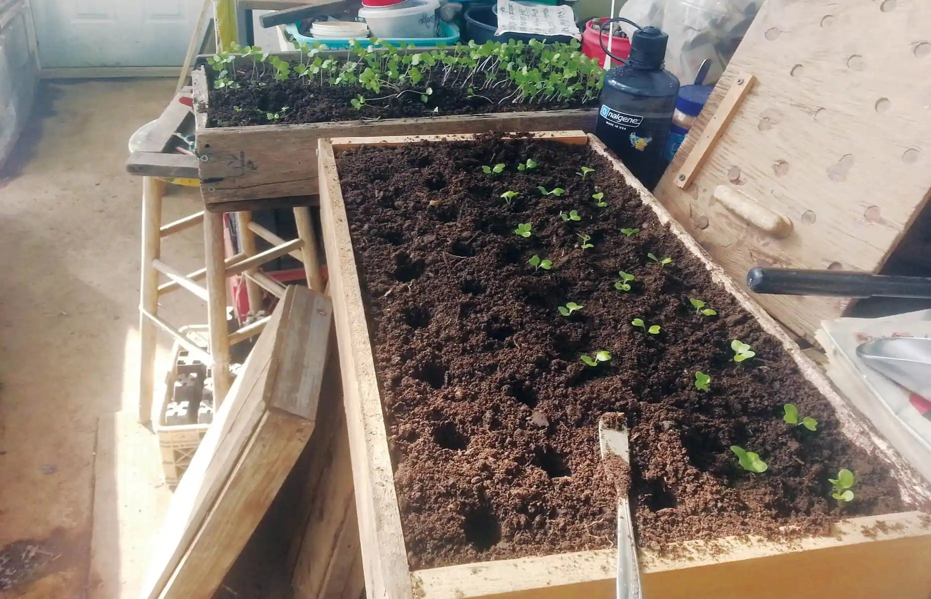 From Seed to Bloom: How to Successfully Start Your Garden at Home
