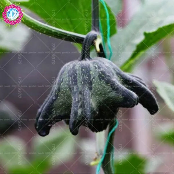 Rare Pumpkin Seeds Various Shapes Novel Sweet Pumpkin Organic Non-GMO Vegetables Fujimoto Plant For Home Garden Plants