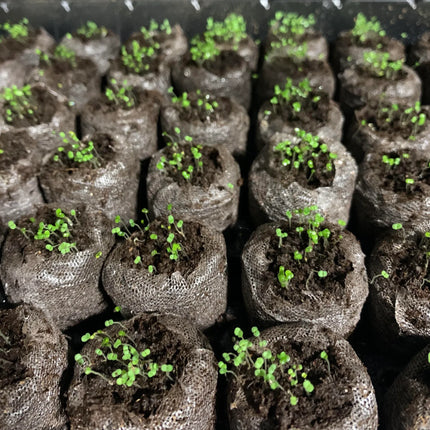 Creeping ThymeHomegrown Seeds Easy toPlant and Grow Non-GMOPerennial Flower PremiumSeeds