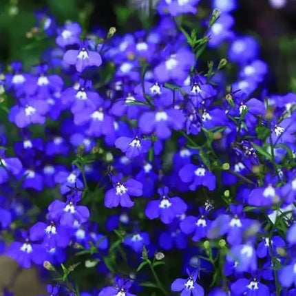 Creeping ThymeHomegrown Seeds Easy toPlant and Grow Non-GMOPerennial Flower PremiumSeeds