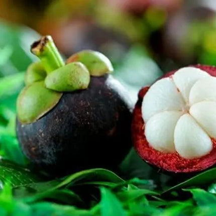 Mangosteen Live Plant Seedling | Tropical Fruit Plant for Home Garden | Purple Mangosteen Sapling