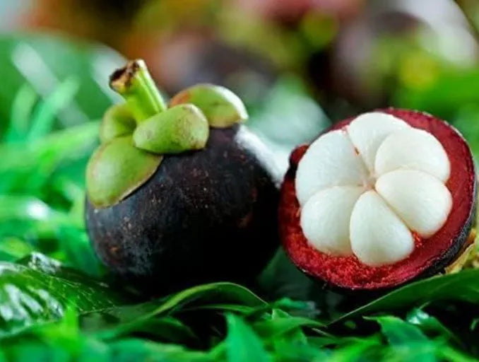 Mangosteen Live Plant Seedling | Tropical Fruit Plant for Home Garden | Purple Mangosteen Sapling