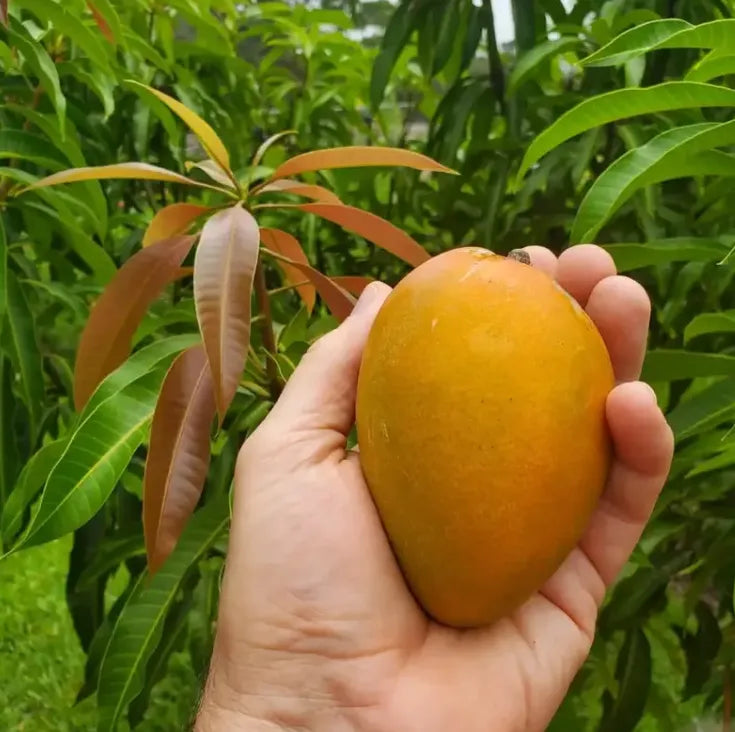 Extra-SweetSuperior Pink Mangofor seeds