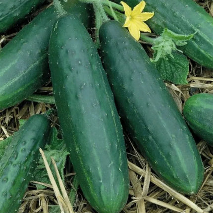 Spacemaster Cucumber Seeds