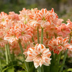 Orange White / 🔥🔥6 Bulbs(60% OFF)