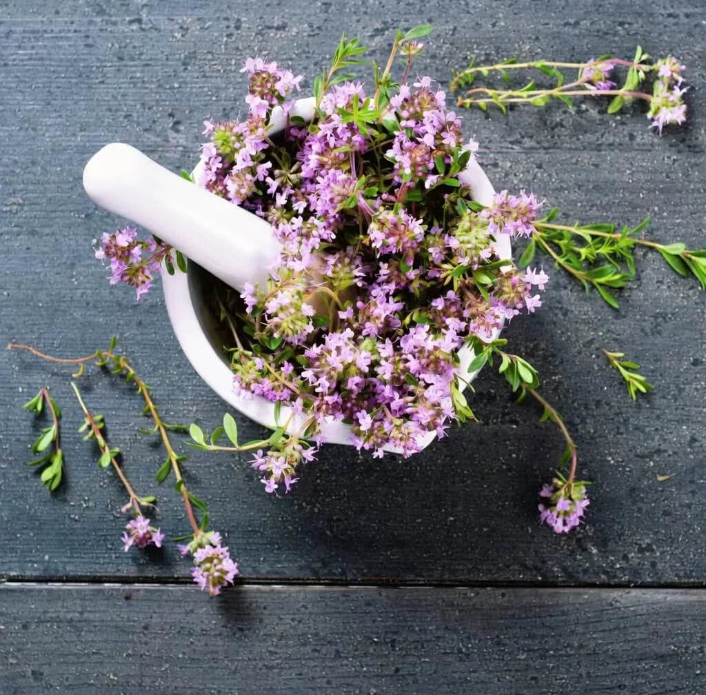 Creeping Thyme Seeds — 50 Count 🌿