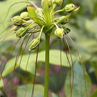 Tacca leontopetaloides, Green Bat Flower - seeds