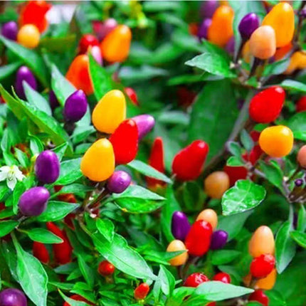🌶️ Rainbow Chili – Color Changing Beauty for Your Garden!