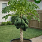 Hanging Papaya (Carica papaya) Seedling – Live Tropical Fruit Plant – Fast Growing