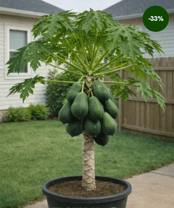 Hanging Papaya (Carica papaya) Seedling – Live Tropical Fruit Plant – Fast Growing