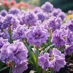 Purple / 🔥🔥6 Bulbs(60% OFF)