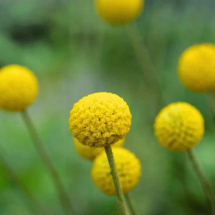 Billy Buttons (Drumsticks) –  Seeds