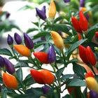 🌶️ Rainbow Chili – Color Changing Beauty for Your Garden!