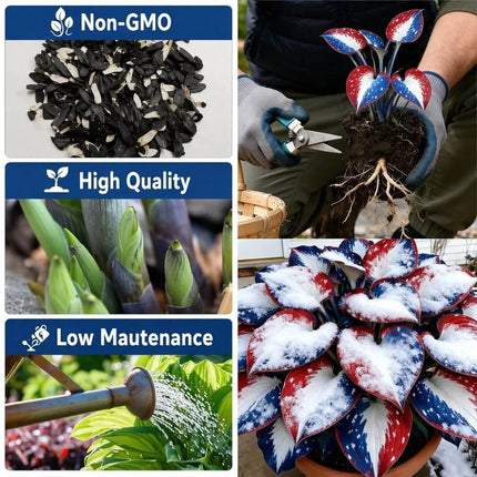 🎉Last Day Sale Off 49%🎉Celebrate America's 250th 🌱Premium Shade-Loving Hosta Seeds