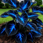🔥🌌 Glow-in-the-Dark Garden Magic: Rare Dark Blue Flame Hostas Seeds