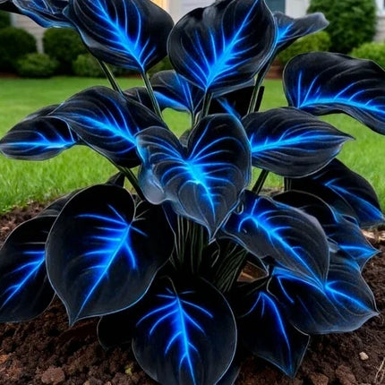 🔥🌌 Glow-in-the-Dark Garden Magic: Rare Dark Blue Flame Hostas Seeds