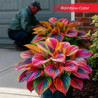 Rainbow / Set1 (100Seeds - 45Ft²)