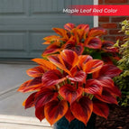 Maple Leaf Red / Set1 (100Seeds - 45Ft²)