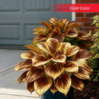 Gold / Set1 (100Seeds - 45Ft²)