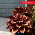 Brown / Set1 (100Seeds - 45Ft²)