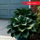 Green / Set1 (100Seeds - 45Ft²)